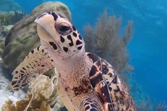 Klein Bonaire Snorkeling Excursion – Marine Park Tour