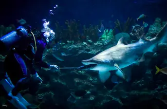 Aquaria KLCC Ticket – Kuala Lumpur Aquarium Admission