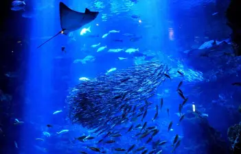 Kyoto Aquarium Admission Ticket – Marine Life Experience