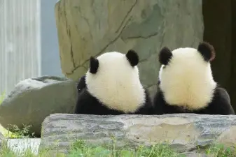 Chengdu Giant Panda Breeding Research Base Ticket – Admission