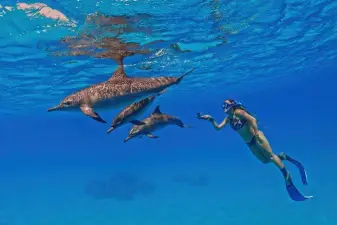 Snorkeling with Dolphins – Dolphin House Boat Trip Hurghada