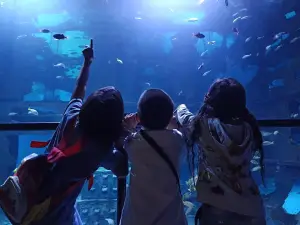 Aquaria Phuket Admission Ticket – Aquarium in Phuket