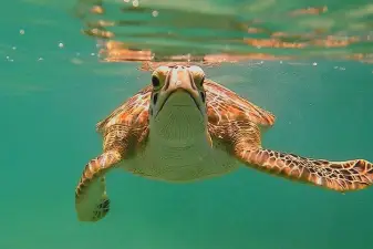 Swim with Turtles in Akumal – GoPro Photo Session Experience