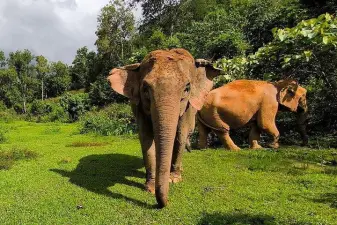 Chiang Mai Elephant Sanctuary Observation and Bamboo Rafting Tour