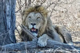 2-Day Kruger Safari Tour from Johannesburg – Fly-In Adventure