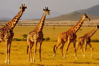 Tala Game Reserve and Phezulu Safari Tour from Durban