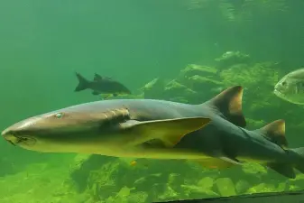 Santa Marta Mundo Marino Aquarium Ticket – Skip the Line