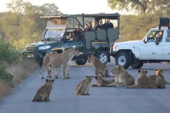 Kruger Safari Adventure – 3 Days From Johannesburg