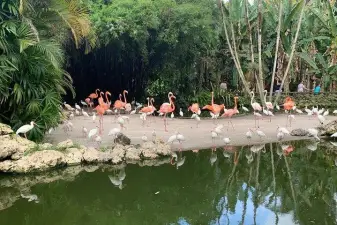 Flamingo Gardens Admission Ticket – Fort Lauderdale