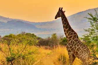 Pilanesberg National Park Safari Tour – From Johannesburg or Pretoria
