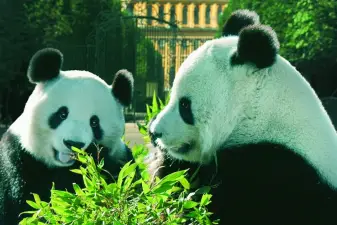 Vienna Tiergarten Schoenbrunn Ticket with Skip the Line Access