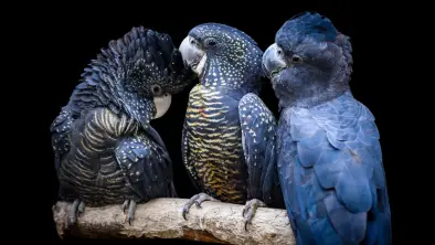 Featherdale Sydney Wildlife Park Ticket