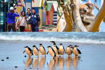 Penguin Parade, Wildlife & Phillip Island Day Tour from Melbourne