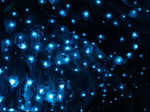 Te Anau Glowworm Cave Tour