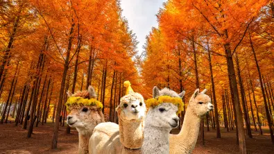Nami / Alpaca/ Railbike/ Petite France/ Morning Calm/ Begonia Tour