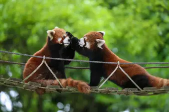 Shanghai Wild Animal Park Ticket