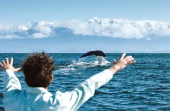 Whale Watch Cruise in Kaikoura