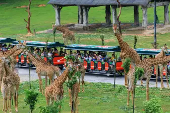 Guangzhou Chimelong Safari Park Ticket