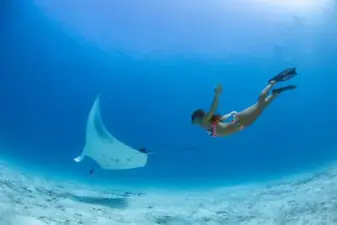 Palau Rock Islands Snorkeling | Jellyfish Lake & Milk Lake, Great Fault & Japanese Shipwreck, Picnic on Uninhabited Island | City Pickup and Drop-off / Chinese and English Service