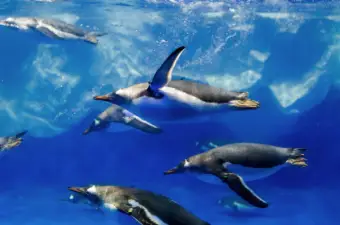 [QR Code Direct Entry] SEA LIFE Kelly Tarlton's Aquarium General Admission | Auckland