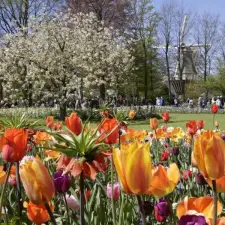 Keukenhof Tulip Fields & Windmills Day Tour from Amsterdam