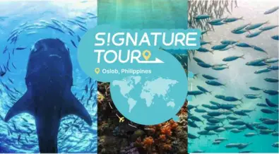 [Guaranteed Departure for 1] Oslob Whale Shark Snorkeling, Tumalog Falls and Moalboal Pescador Island Hopping Day Tour | Cebu, Philippines