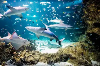 [QR Direct Entry] SEA LIFE Sydney Aquarium Admission Ticket + Digi Photo Pass | Australia